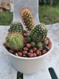 High angle view of succulent plant on table