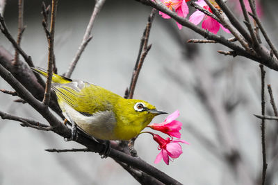 Close-up of bird perching on flower