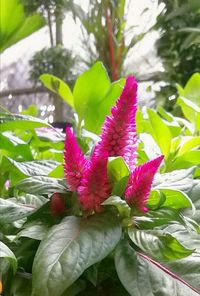 Close-up of passion flower blooming outdoors