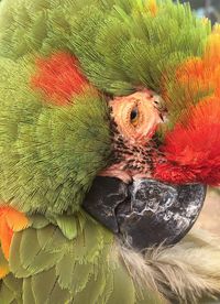 Close-up of parrot