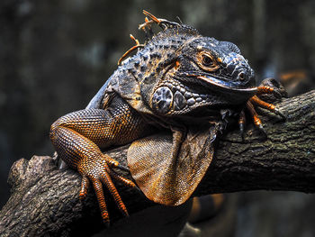 Close-up of a lizard on rock