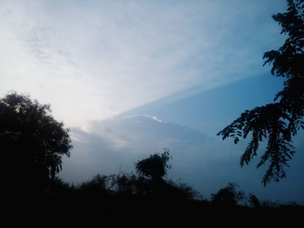 SILHOUETTE OF TREES AGAINST SKY