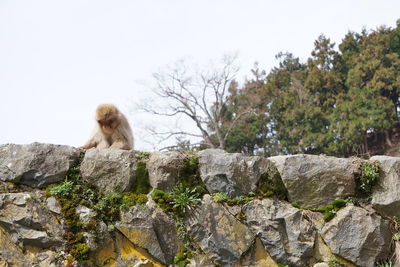 Monkey sitting on rock