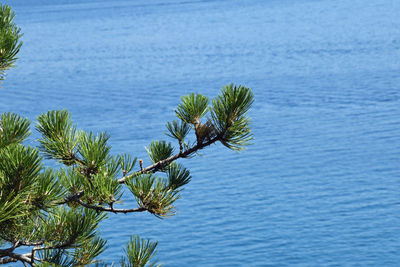 High angle view of plants by sea