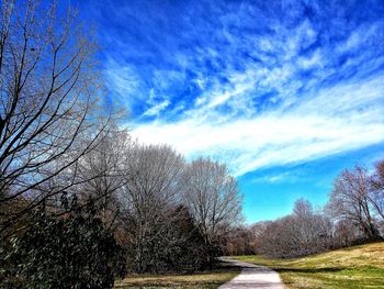 Low angle view of trees against blue sky