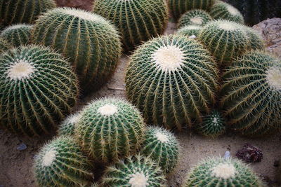 Full frame shot of succulent plant on field