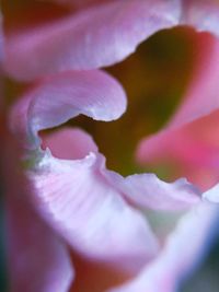 Close-up of pink flowers