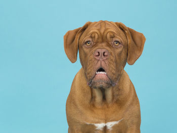 Close-up portrait of dog against clear blue background