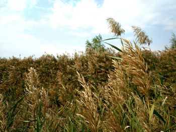 Scenic view of field against cloudy sky