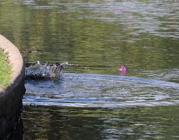 View of ducks swimming in lake