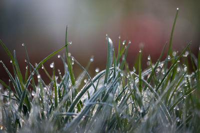 Close-up of wet grass during rainy season