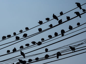 Low angle view of silhouette birds against clear sky