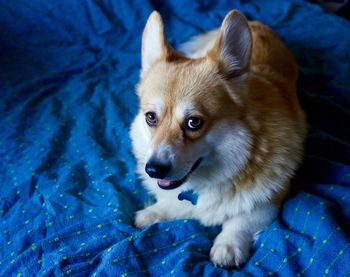 High angle portrait of dog on bed