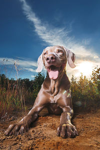 Portrait of dog sitting outdoors