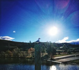 Seagull perching on wooden post