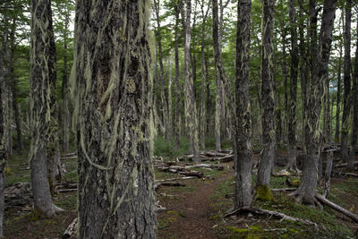 View of trees in forest