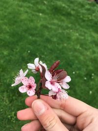 Close-up of hand holding cherry blossom