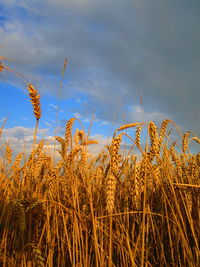 Close-up of wheat growing on field against sky