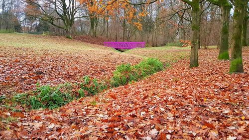 Trees in park during autumn