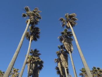 Low angle view of coconut palm trees against clear blue sky