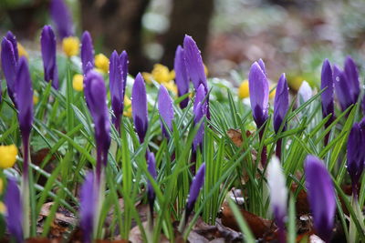 Close-up of wet purple flowers on field