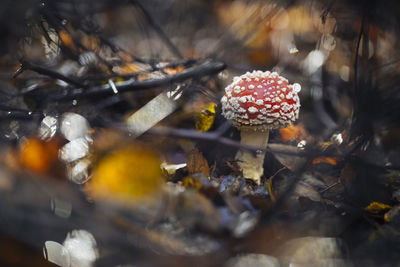 Close-up of fly agaric mushroom