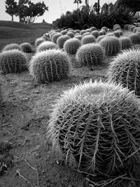 Close-up of cactus growing on field