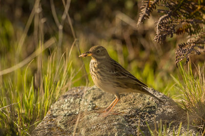 Bird perching on grass