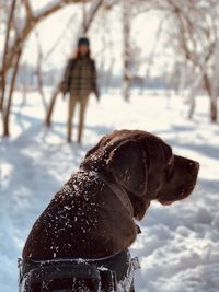 Dog ignores owner to look at other animals in the winter