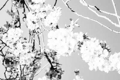 Low angle view of apple blossoms in spring