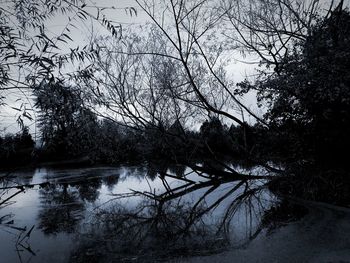 View of trees in forest during winter