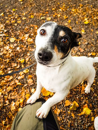 Close-up of dog during autumn