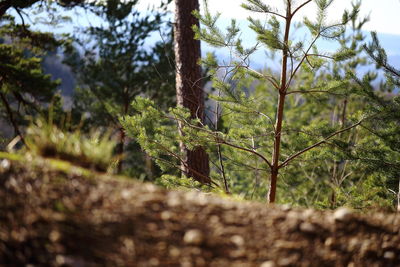 Close-up of tree in forest