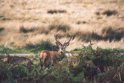 Portrait of deer in a field