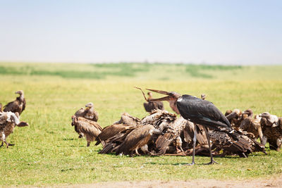 Flock of birds on field