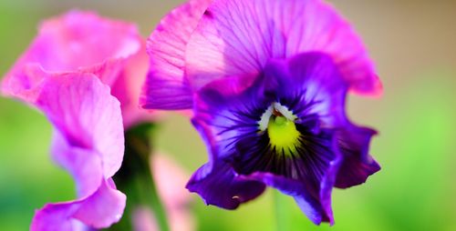 Close-up of purple flowers blooming outdoors