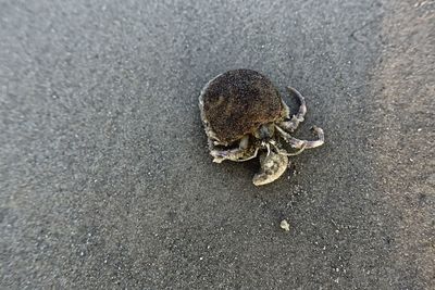 High angle view of crab on sand