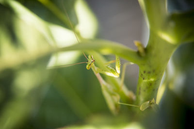 Close-up of insect on stem against blurred background