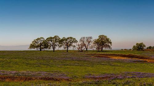 Trees on field against clear sky