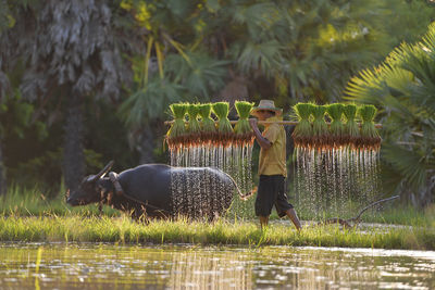 Cow drinking water