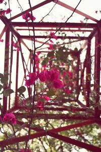 Close-up of pink flowers in greenhouse