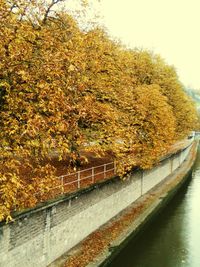 Close-up of autumn trees against sky