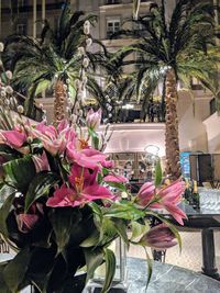 Close-up of pink flowers and tree