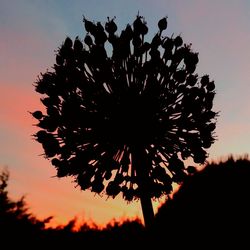 Close-up of silhouette flower against sky during sunset