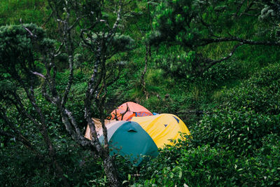 Tents in forest