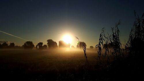 Silhouette of plants on field against sky at sunset