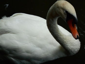 Close-up of swan