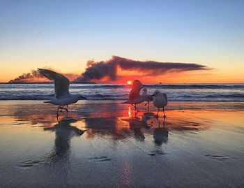 Scenic view of beach against sky during sunset