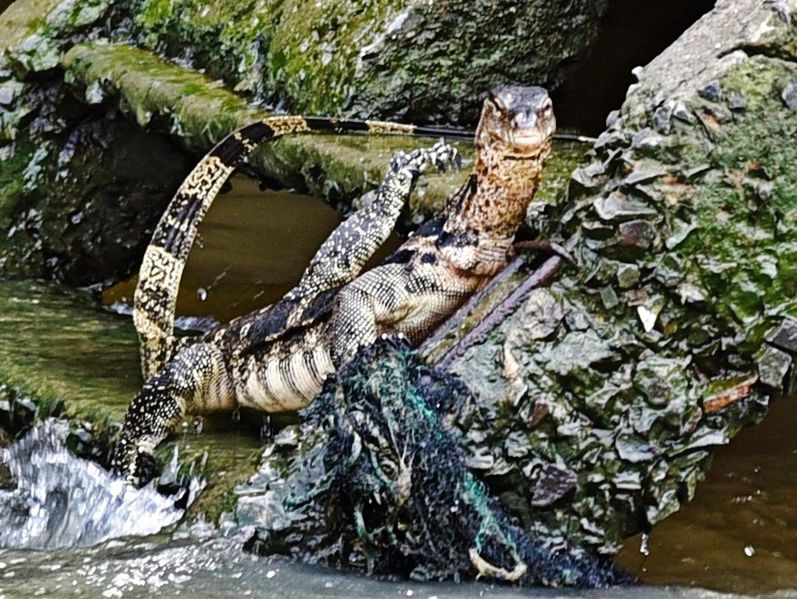 reptile, animal themes, one animal, animal, animal wildlife, animals in the wild, vertebrate, water, crocodile, nature, no people, day, lake, high angle view, animal body part, outdoors, close-up, tree, animal head, animal scale, mouth open