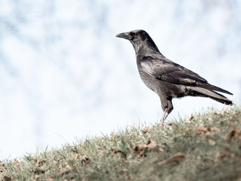 Close-up of bird perching on a field
